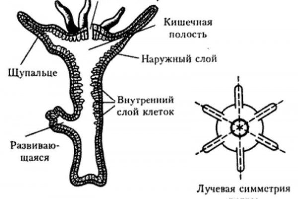 Кракен ссылка на рабочее зеркало